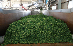 折尾正光園|茶流れ|知覧茶は、日本一の生産量を誇る鹿児島県南九州市で生産されているブランド緑茶です。