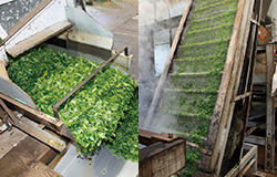 折尾正光園|茶蒸し|知覧茶の特徴は、深蒸しと呼ばれる長蒸し製法のお茶です。