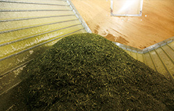 折尾正光園|製品前|知覧茶、えい茶、川辺茶は知覧茶に統一されました。